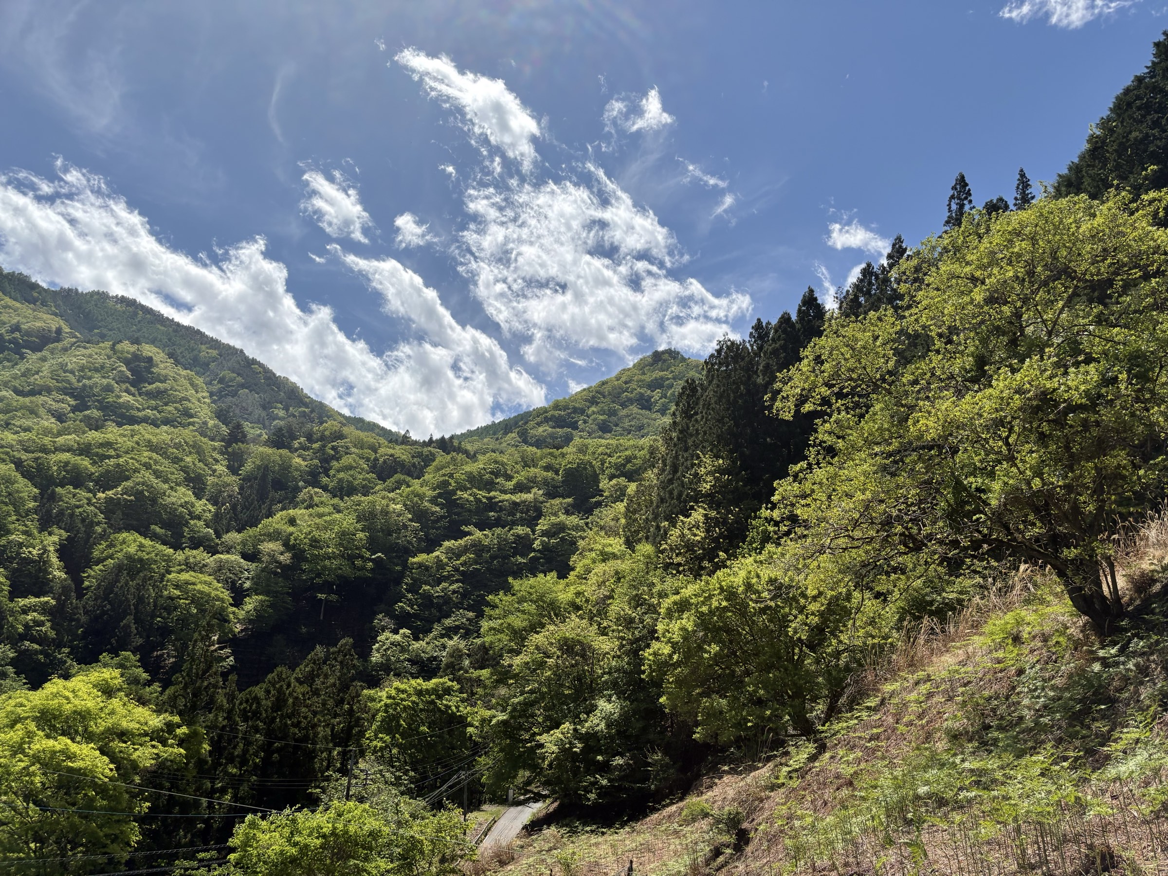 山の新緑